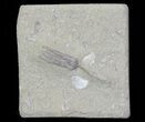 Bargain, Abrotocrinus Crinoid Fossil - Crawfordsville, Indiana #68491-1